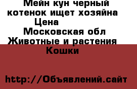 Мейн кун черный котенок ищет хозяйна › Цена ­ 10 000 - Московская обл. Животные и растения » Кошки   